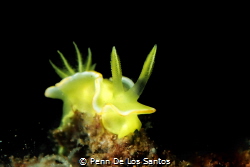 Yellow nudibranch. I lowered the strobe power to just eno... by Penn De Los Santos 